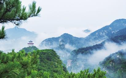 植物真的可以去甲醛吗?知识星球平台,知识分享聚集地